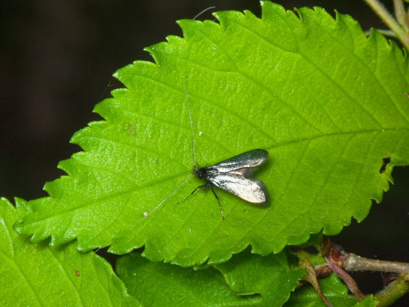 Adelidae Bruand, 1850